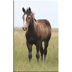 Firewater Decade (pending) - 2011 BU AQHA Stud Colt
