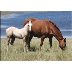 Firewater Tis Tough (pending) - 2011 Palomino AQHA Stud Colt