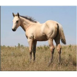 Firewater Vanzi (pending) - 2011 BU AQHA Filly