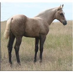 Firewater Debby (pending) - 2011 Palomino AQHA Filly