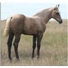 Image 1 : Firewater Debby (pending) - 2011 Palomino AQHA Filly