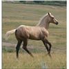 Image 3 : Firewater Debby (pending) - 2011 Palomino AQHA Filly