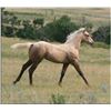 Image 4 : Firewater Debby (pending) - 2011 Palomino AQHA Filly