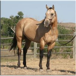 Diego Drift - 98 BU AQHA Stallion