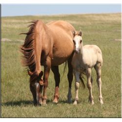 Smokin Diego (pending) - 2011 Palomino AQHA Stud Colt