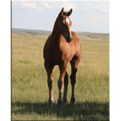 Diego Go Drift (pending) - 2011 BA AQHA Stud Colt