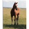 Image 1 : Diego Go Drift (pending) - 2011 BA AQHA Stud Colt