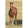 Image 2 : Diego Go Drift (pending) - 2011 BA AQHA Stud Colt