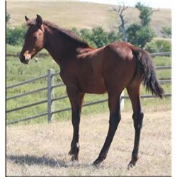 Driftin CJ (pending) - 2011 BA AQHA Stud Colt