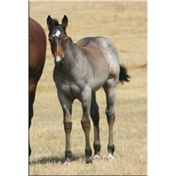 Driftin Miss Silver - 2011 Bay Roan AQHA Filly