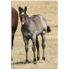 Image 1 : Driftin Miss Silver - 2011 Bay Roan AQHA Filly