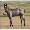 Image 2 : Driftin Miss Silver - 2011 Bay Roan AQHA Filly