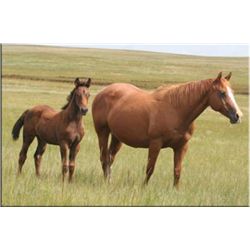 Driftin Miss Classy (pending) - 2011 BA AQHA Filly
