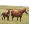 Image 1 : Driftin Miss Classy (pending) - 2011 BA AQHA Filly