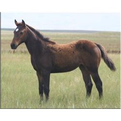 Driftin Ali (pending) - 2011 Brown AQHA Filly