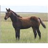Image 1 : Driftin Ali (pending) - 2011 Brown AQHA Filly