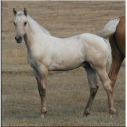 San Leo Cocoa (pending) - 2011 Palomino AQHA Stud Colt