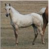 Image 1 : San Leo Cocoa (pending) - 2011 Palomino AQHA Stud Colt