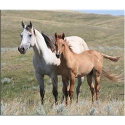 San Leo Hardwood (pending) - 2011 Red Dun AQHA Stud Colt