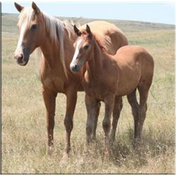 San Leo Ciclone (pending) - 2011 SO AQHA Stud Colt
