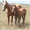 Image 1 : San Leo Ciclone (pending) - 2011 SO AQHA Stud Colt