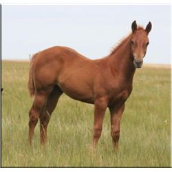 San Leo Rocket (pending) - 2011 SO AQHA Stud Colt