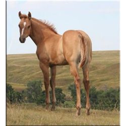 San Leo Debby (pending) - 2011 Red Dun AQHA Filly
