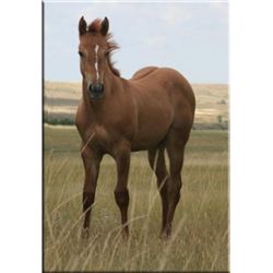 San Leo Pearl (pending) - 2011 Red Dun AQHA Filly