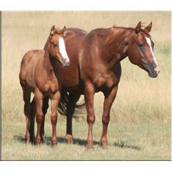 Frost Flash Colonel (pending) - 2011 Red Dun AQHA Stud Colt