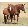 Image 1 : Frost Flash Colonel (pending) - 2011 Red Dun AQHA Stud Colt