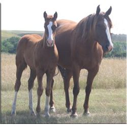 Frost Flash Redwood (pending) - 2011 SO AQHA Stud Colt