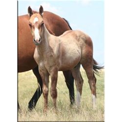 Frost Flash Fox (pending) - 2011 Red Dun AQHA Stud Colt