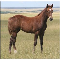 Frost Flash Christy (pending) - 2011 Chestnut AQHA Filly