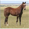 Image 1 : Frost Flash Christy (pending) - 2011 Chestnut AQHA Filly