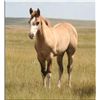 Image 1 : Frost Flash Lady (pending) - 2011 Red Dun AQHA Filly
