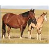 Image 2 : Frost Flash Lady (pending) - 2011 Red Dun AQHA Filly