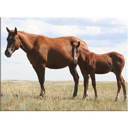 Frost Flash Music (pending) - 2011 Red Dun AQHA Filly