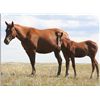 Image 1 : Frost Flash Music (pending) - 2011 Red Dun AQHA Filly