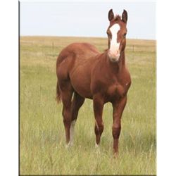 Tari CD Smoke (pending) - 2011 Chestnut AQHA Stud Colt
