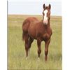 Image 1 : Tari CD Smoke (pending) - 2011 Chestnut AQHA Stud Colt