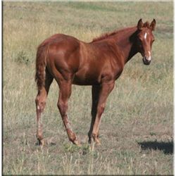Doc CD Smoke (pending) - 2011 SO AQHA Stud Colt