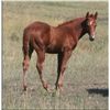 Image 1 : Doc CD Smoke (pending) - 2011 SO AQHA Stud Colt