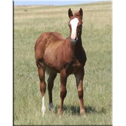 Ms Freckles CD Smoke (pending) - 2011 SO AQHA Filly