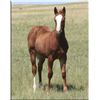 Image 1 : Ms Freckles CD Smoke (pending) - 2011 SO AQHA Filly