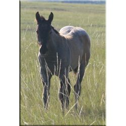 Freckles Denim (pending) - 2011 Blue Roan AQHA Stud Colt