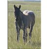 Image 1 : Freckles Denim (pending) - 2011 Blue Roan AQHA Stud Colt
