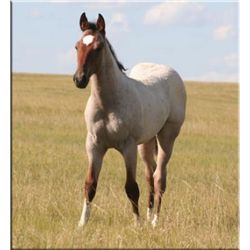 Freckles Star Drift (pending) - 2011 Bay Roan AQHA Stud Colt