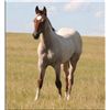 Image 1 : Freckles Star Drift (pending) - 2011 Bay Roan AQHA Stud Colt