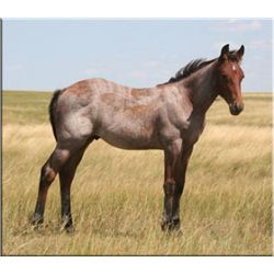 Dynamite Dual Boon (pending) - 2011 Bay Roan AQHA Stud Colt
