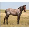 Image 1 : Dynamite Dual Boon (pending) - 2011 Bay Roan AQHA Stud Colt